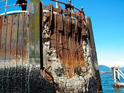 FERRY TERMINAL - DOLPHIN REPAIR